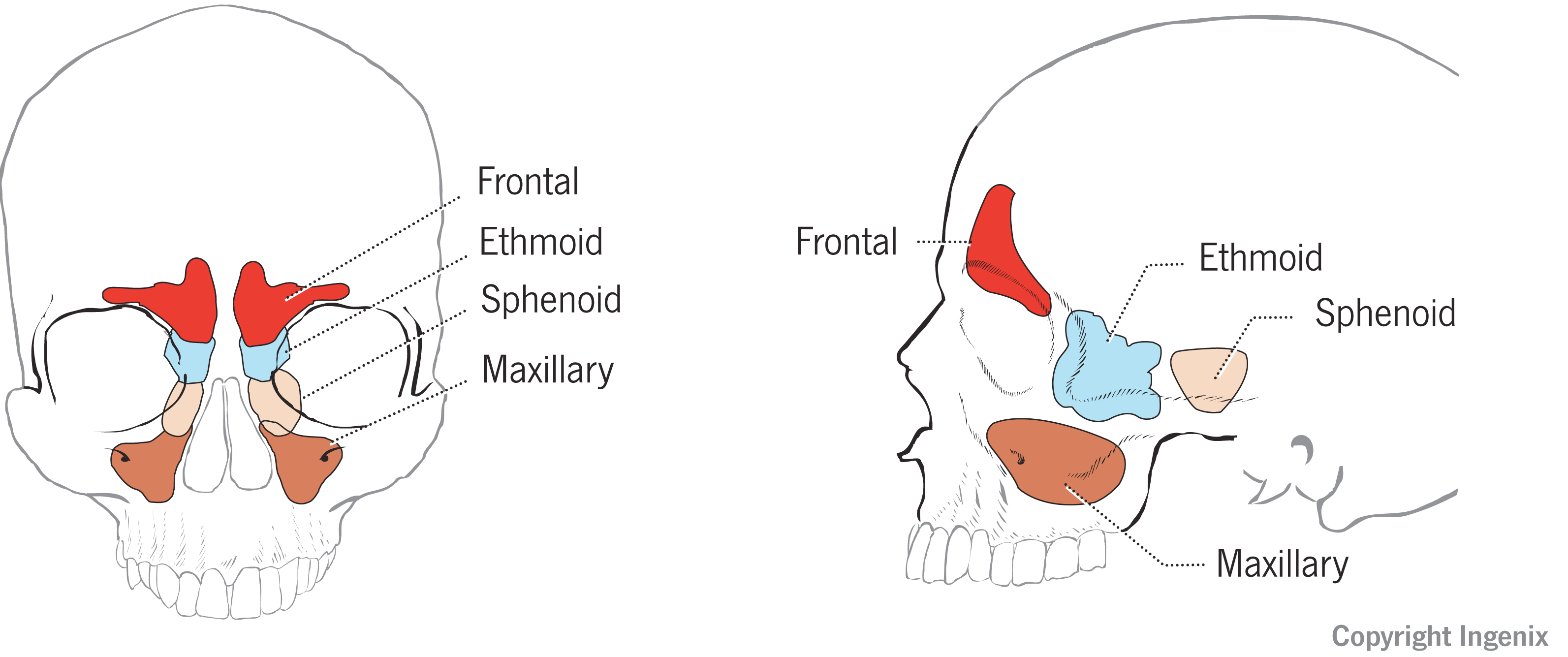 Coding 3 or 4 Sinuses Using FESS Codes - AAPC Knowledge Center