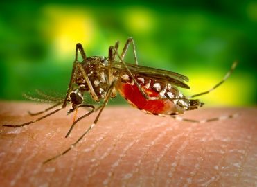 Zika Virus Outbreak: Keep Calm, Treat Patients, and Code