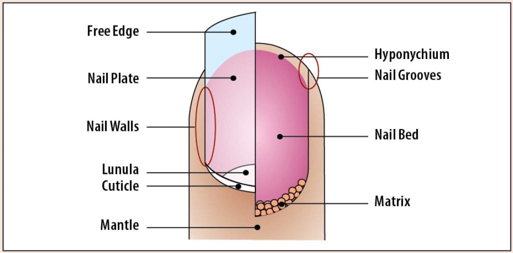 1. Human Anatomy Nail Art Designs - wide 6