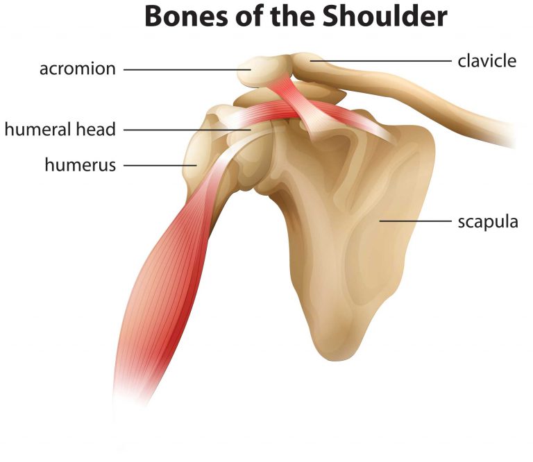 Stay Current when Reporting Shoulder Procedures AAPC Knowledge Center
