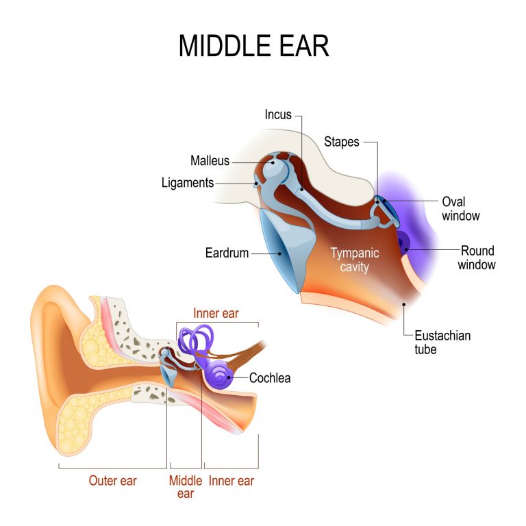 You'll Need This to Get Balloon Dilation of the Eustachian Tube Paid ...