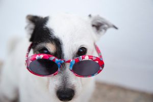 Cute puppy with shades
