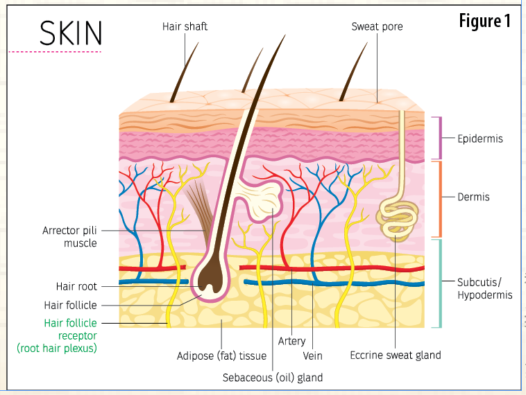 Consider Depth and Other Factors when Coding for Burns - AAPC Knowledge ...