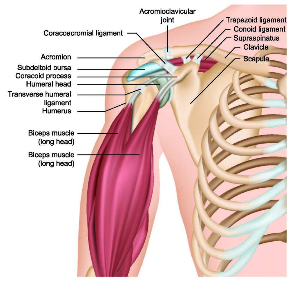 Update Your Understanding Of Shoulder Arthroscopy Codes AAPC   Shoulder Anatomy 1024x1024 