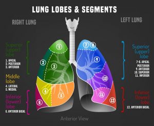 Human lungs infographic