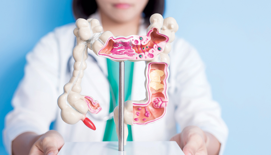 Healthcare worker holding model of gastrointestinal system