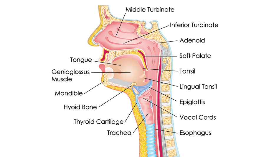 Laryngeal anatomy with relevant landmarks as seen through a laryngoscope.