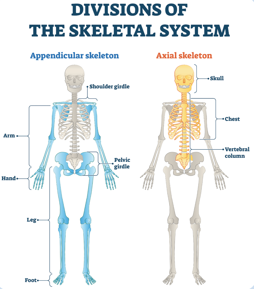 Dexa Scan For Bone: Get Test Cost, Purpose & Pictures [2021]