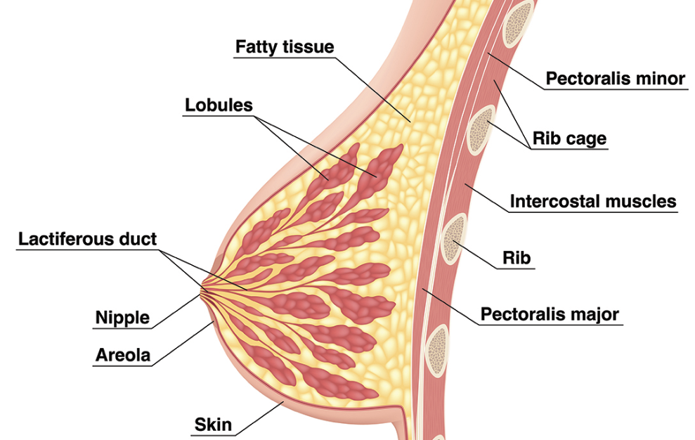 Breast Cancer Coding Prevention and Treatment AAPC Knowledge Center