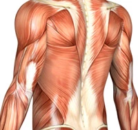 Anatomy Online Course